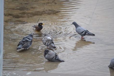 Birds in the rain