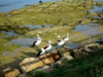 Pelicans at "The Entrance" beach near Sydney