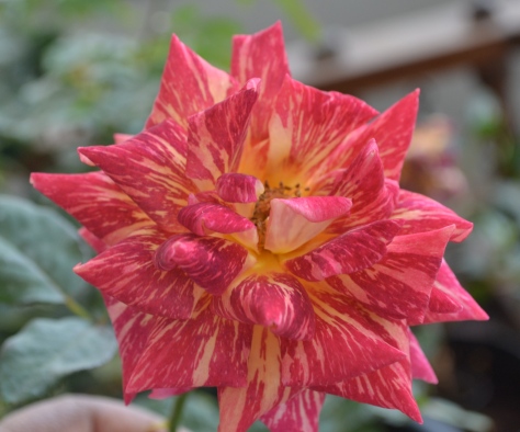 Multi coloured Rose