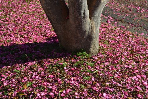 A tree shedding pink flowers on the ground.
